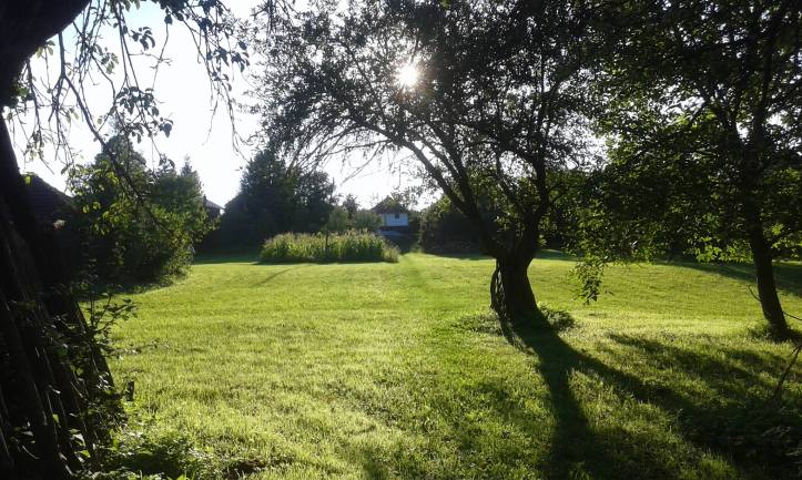 Stara jabuka na imanju obitelji Filipović u Bučju gdje je likvidiran njihov djed Filipović Ilija 1941.