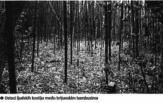 Ostaci ljudskih kostiju među brijunsklim bambusima